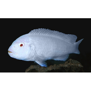 Pseudotropheus pindani «Снежный принц» (альбиносная форма псевдотрофеуса Пиндани, также известная как Pseudotropheus socolofi albino) — селекционная форма малавийской цихлиды. Отличается белоснежной окраской тела и ярко-красными глазами.