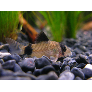 Коридорас панда (Corydoras panda) — пресноводная рыба из семейства панцирных сомов. Название получила за чёрно-белую окраску, напоминающую расцветку большой панды.