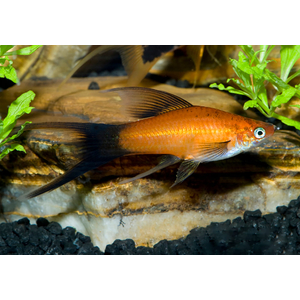 Меченосец Берлинский вильчатый (Red Wagtail Swordtail) — искусственно выведенная порода аквариумных рыбок, результат селекционной работы с пецилией чернохвостой и меченосцем зелёным.