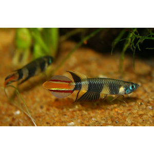 Pseudoepiplatys annulatus — латинское название эпиплатиса факельного (щучки-клоуна, килли-клоуна). Это пресноводная лучёперая рыбка из семейства Нотобранхиевые.