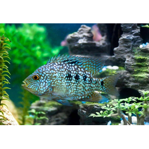 Cichlasoma cyanoguttatum (цихлазома бриллиантовая, цихлазома жемчужная) — пресноводная лучеперая рыба из семейства Цихловые.м