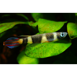 Pseudoepiplatys annulatus — латинское название эпиплатиса факельного (щучки-клоуна, килли-клоуна). Это пресноводная лучёперая рыбка из семейства Нотобранхиевые.