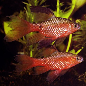 Огненный вуалевый барбус — искусственно выведенная форма с сильно развитыми плавниками, которые напоминают длинную вуаль или шлейф.