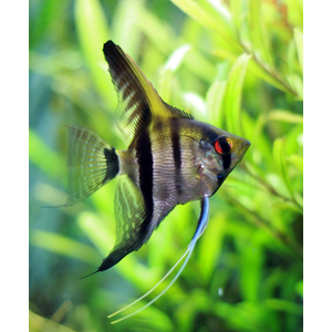 Скалярия зебра (Zebra Angelfish) — селекционная форма обыкновенной скалярии (Pterophyllum scalare).