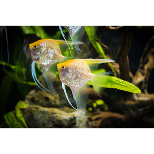 Скалярия «Платина» — селекционная форма обыкновенной скалярии (Pterophyllum scalare). Название получила благодаря светло-серебристой чешуе, которой покрыто тело.