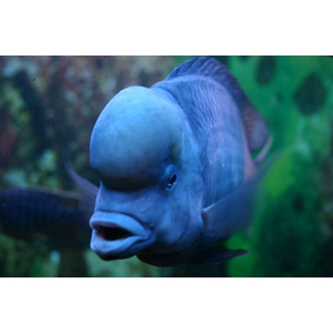 Cyrtocara moorii — вид цихлид, известный как голубой дельфин (циртокара мури). Впервые описан в 1902 году Джорджем Буланжером.