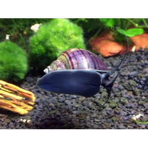 Улитка ампулярия черничная (Pomacea bridgesii) — аквариумная улитка, селекционная форма.