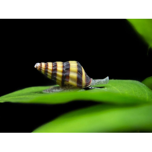 Clea helena — пресноводный брюхоногий моллюск из семейства Nassariidae. Также известен как улитка хелена.