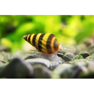 Clea helena — пресноводный брюхоногий моллюск из семейства Nassariidae. Также известен как улитка хелена.