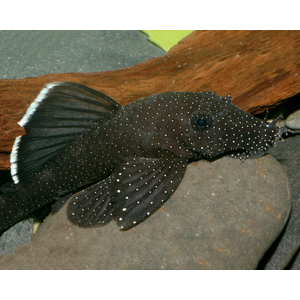 Ancistrus hoplogenys — латинское название звёздчатого анциструса — вида лучепёрых рыб из семейства кольчужных сомов, аквариумной рыбки.