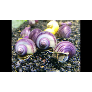 Улитка ампулярия черничная (Pomacea bridgesii) — аквариумная улитка, селекционная форма.