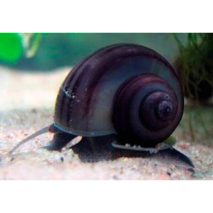 Улитка ампулярия черничная (Pomacea bridgesii) — аквариумная улитка, селекционная форма.