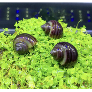 Улитка ампулярия черничная (Pomacea bridgesii) — аквариумная улитка, селекционная форма.