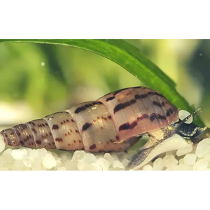 Melanoides tuberculata — вид тропических улиток семейства Thiaridae, также известен как песчаная мелания.