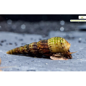 Melanoides tuberculata — вид тропических улиток семейства Thiaridae, также известен как песчаная мелания.