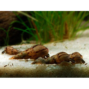 Melanoides tuberculata — вид тропических улиток семейства Thiaridae, также известен как песчаная мелания.