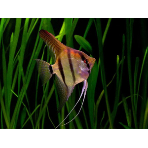 Скалярия зебра (Zebra Angelfish) — селекционная форма обыкновенной скалярии (Pterophyllum scalare).