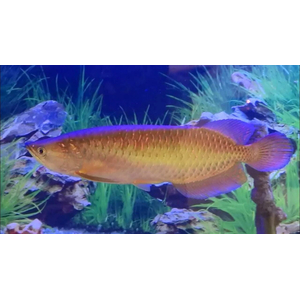 Scleropages jardini — вид пресноводных костистых рыб, известный как австралийская аравана, жемчужная арована или северная саратога.