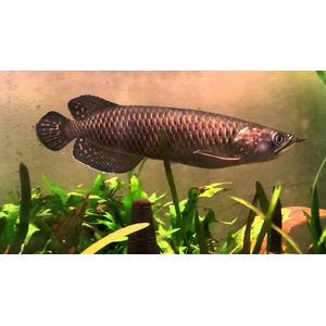 Scleropages jardini — вид пресноводных костистых рыб, известный как австралийская аравана, жемчужная арована или северная саратога.