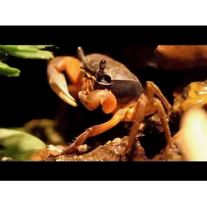 Cardisoma armatum — радужный краб, ракообразное из отряда Десятиногие раки. Также известен под названиями краб индиго (за характерную окраску) и краб патриот (из-за того, что в природе крепко привязан к своему жилищу).