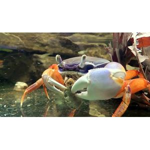 Cardisoma armatum — радужный краб, ракообразное из отряда Десятиногие раки. Также известен под названиями краб индиго (за характерную окраску) и краб патриот (из-за того, что в природе крепко привязан к своему жилищу).