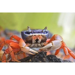 Cardisoma armatum — радужный краб, ракообразное из отряда Десятиногие раки. Также известен под названиями краб индиго (за характерную окраску) и краб патриот (из-за того, что в природе крепко привязан к своему жилищу).