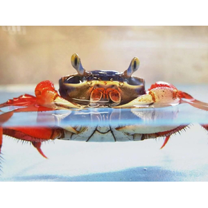 Cardisoma armatum — радужный краб, ракообразное из отряда Десятиногие раки. Также известен под названиями краб индиго (за характерную окраску) и краб патриот (из-за того, что в природе крепко привязан к своему жилищу).