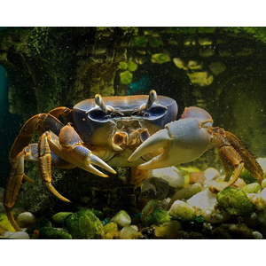 Cardisoma armatum — радужный краб, ракообразное из отряда Десятиногие раки. Также известен под названиями краб индиго (за характерную окраску) и краб патриот (из-за того, что в природе крепко привязан к своему жилищу).