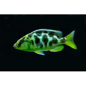 Nimbochromis venustus — научное название цихлиды «Золотой леопард» (нимбохромис венустус). Это пресноводная лучепёрая рыба из семейства Цихловые, эндемик африканского озера Малави.