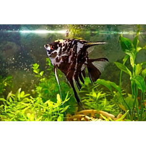 Скалярия мраморная — селекционная форма обыкновенной скалярии (Pterophyllum scalare). В природе таких рыбок встретить не получится.