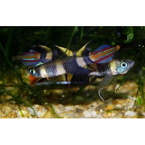 Pseudoepiplatys annulatus — латинское название эпиплатиса факельного (щучки-клоуна, килли-клоуна). Это пресноводная лучёперая рыбка из семейства Нотобранхиевые.