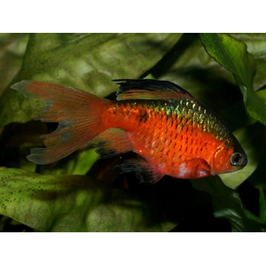 Огненный вуалевый барбус — искусственно выведенная форма с сильно развитыми плавниками, которые напоминают длинную вуаль или шлейф.