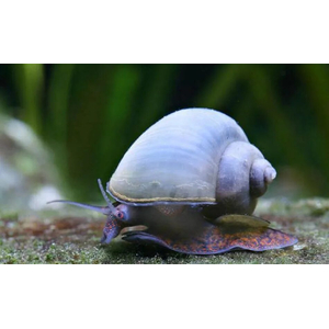 Ампулярия «Голубая луна» (Pomacea bridgesii «Blue Moon») — разновидность аквариумных улиток с характерным голубым окрасом раковины. Относится к семейству Ampullariidae, отряду Architaenioglossa.