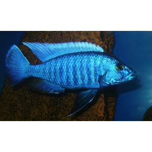 Sciaenochromis fryeri (хаплохромис васильковый, хаплохромис Джексона) — пресноводная лучеперая рыба из семейства цихлидовых, эндемик африканского озера Малави (Ньяса).