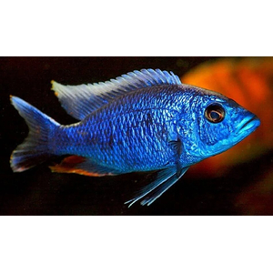 Sciaenochromis fryeri (хаплохромис васильковый, хаплохромис Джексона) — пресноводная лучеперая рыба из семейства цихлидовых, эндемик африканского озера Малави (Ньяса).