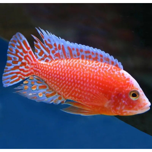 Аулонокара орхидея (Aulonocara sp. Orchid) — искусственная форма пресноводной лучеперой рыбы из семейства цихлидовых. Получила название из-за яркой окраски, напоминающей цветок.