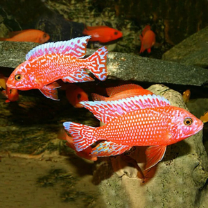 Аулонокара орхидея (Aulonocara sp. Orchid) — искусственная форма пресноводной лучеперой рыбы из семейства цихлидовых. Получила название из-за яркой окраски, напоминающей цветок. Аулонокара орхидея (Aulonocara sp. Orchid) — искусственная форма пресноводной лучеперой рыбы из семейства цихлидовых. Получила название из-за яркой окраски, напоминающей цветок.