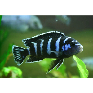 Псевдотрофеус Демасони (Chindongo demasoni) — пресноводная лучеперая рыба из семейства Цихловые, относится к группе Мбуна («жители скал»). Впервые описан в 1994 году Эдом Конингсом, который назвал рыбу в честь своего друга Л. Демасона. В 2016 году вид был переклассифицирован и отнесён к роду Чиндонго.