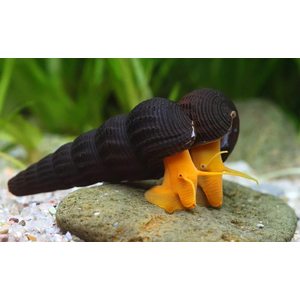 Тиломелания (Tylomelania sp.), известная также как «улитка-кролик» или «слоновья улитка», — пресноводный моллюск из рода Tylomelania семейства Pachychilidae.