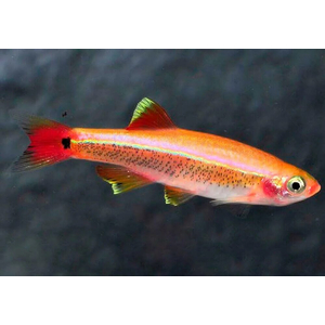 Tanichthys albonubes (золотой кардинал) — небольшая аквариумная рыбка из семейства карповых (Cyprinidae). Отличается золотистой окраской тела, мирным характером и неприхотливостью в содержании.