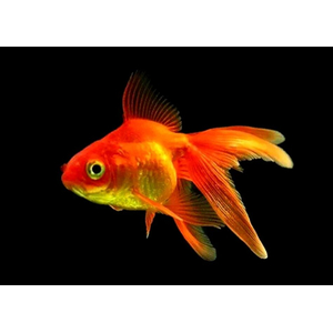 Риукин (Ryukin Goldfish) — короткотелая селекционная порода золотой рыбки, отличительная особенность которой — наличие характерного выступа («горба») под спинным плавником. Визуально рыбка напоминает шлем римского легионера.