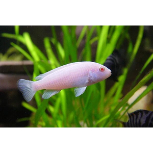 Pseudotropheus pindani «Снежный принц» (альбиносная форма псевдотрофеуса Пиндани, также известная как Pseudotropheus socolofi albino) — селекционная форма малавийской цихлиды. Отличается белоснежной окраской тела и ярко-красными глазами.