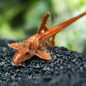 Лорикария красная (Rhineloricaria sp. «Red») — пресноводная лучепёрая рыба из семейства Лорикариевые (Кольчужные) сомы. Отличается необычной формой тела и поведением, считается мирной и неприхотливой в содержании.