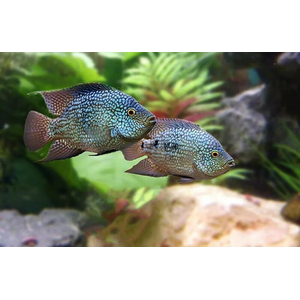 Cichlasoma cyanoguttatum (цихлазома бриллиантовая, цихлазома жемчужная) — пресноводная лучеперая рыба из семейства Цихловые.Cichlasoma cyanoguttatum (цихлазома бриллиантовая, цихлазома жемчужная) — пресноводная лучеперая рыба из семейства Цихловые.