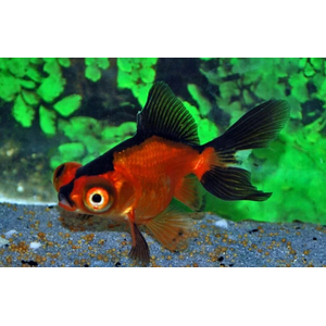 Телескоп — короткотелая селекционная форма золотой рыбки, отличительная особенность которой — огромные выпуклые глаза по бокам головы. В азиатских странах эту породу называют «дэмэкин».