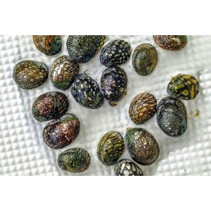 Theodoxus fluviatilis — вид небольших пресноводных и солоноватых улиток из семейства неритид. Русское название — неритида речная, неритида пресноводная, лунка речная.