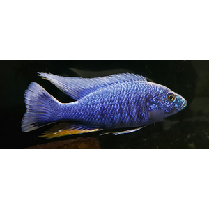 Sciaenochromis fryeri (хаплохромис васильковый, хаплохромис Джексона) — пресноводная лучеперая рыба из семейства цихлидовых, эндемик африканского озера Малави (Ньяса).