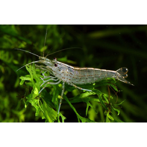 Caridina multidentata — пресноводная креветка из семейства Atyidae отряда десятиногих ракообразных, среди аквариумистов известна под названием креветка Амано.