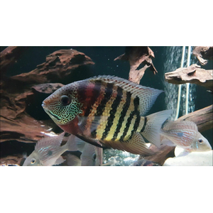 Heros severus — латинское название цихлазомы северум (ложного дискуса) — аквариумной рыбки из семейства цихлид.