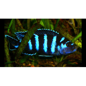 Псевдотрофеус Демасони (Chindongo demasoni) — пресноводная лучеперая рыба из семейства Цихловые, относится к группе Мбуна («жители скал»). Впервые описан в 1994 году Эдом Конингсом, который назвал рыбу в честь своего друга Л. Демасона. В 2016 году вид был переклассифицирован и отнесён к роду Чиндонго.